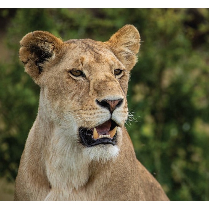 Single Room Supplement for Kenya Photo Safari – Wildlife & Conservation  |  Jan 13-22, 2025