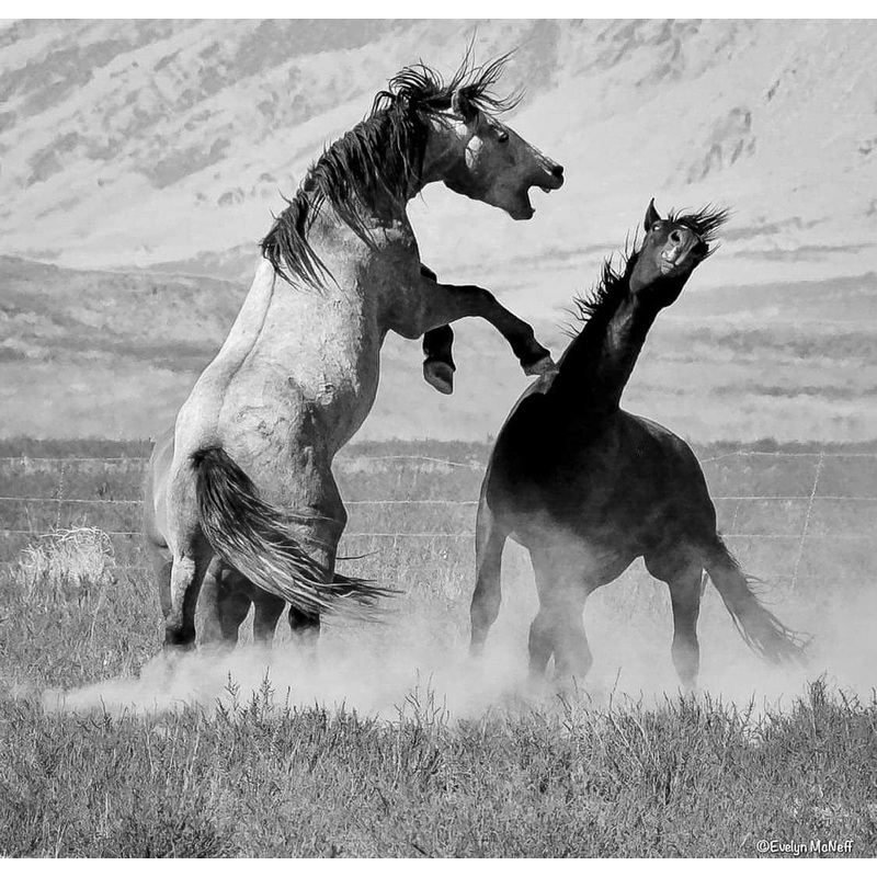 Fighting Chance – Utah Lake 11×14