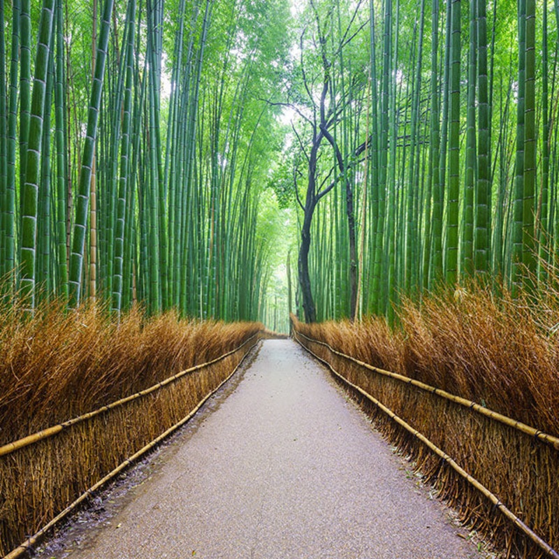 Single Room Supplement for  Leica Photo Adventure: Japan | November 7-17, 2023